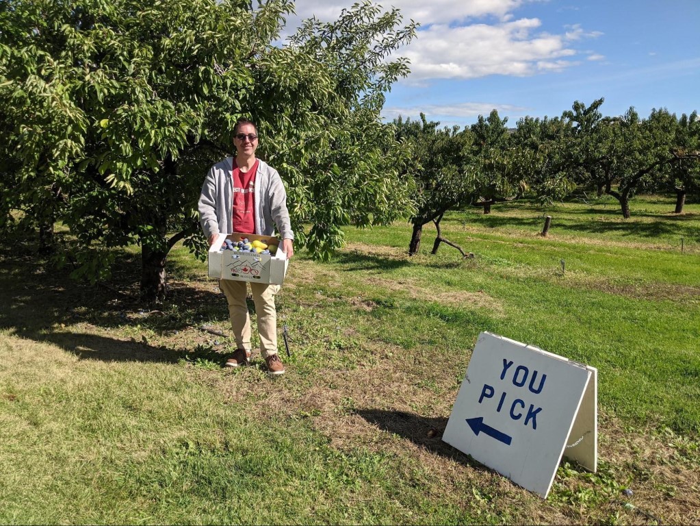 Fruit picking in Kelowna Jay holding a box of freshly picked apples, pears, and plums in the orchard at the Paynter's Fruit Market.