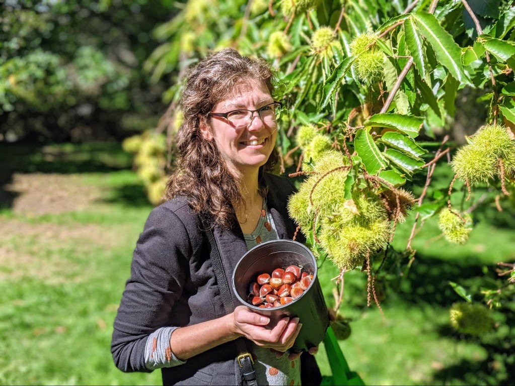 Nut harvest at Gellatly Nut Farm Mel standing next to a chestnut tree with a bucket of freshly picked chestnuts.