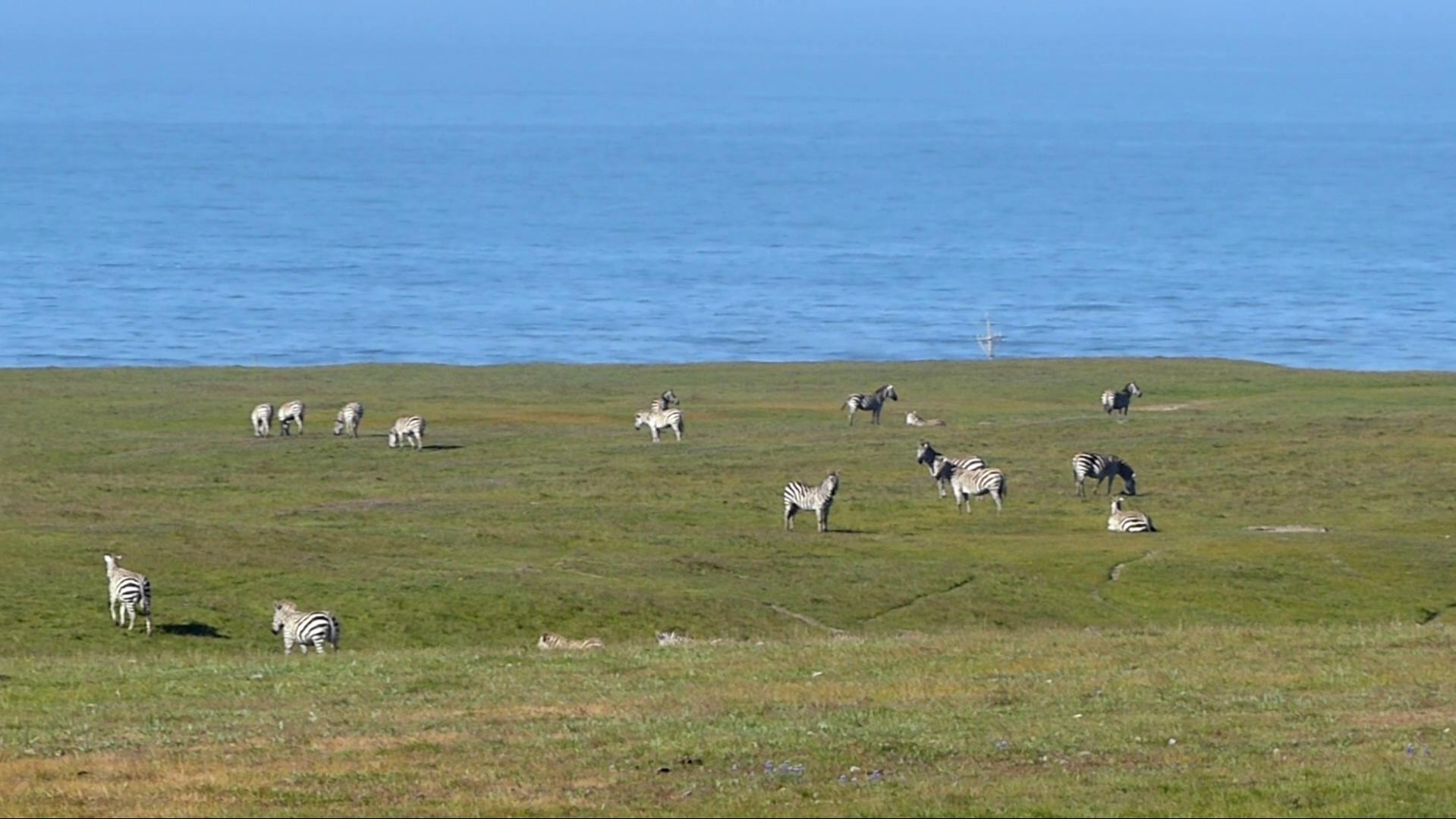 This herd of wild zebras were introduced to the fields surrounding Hearst Castle in San Simeon, California by the late William Randal Hearst, a publishing tycoon, as part of his private zoo.