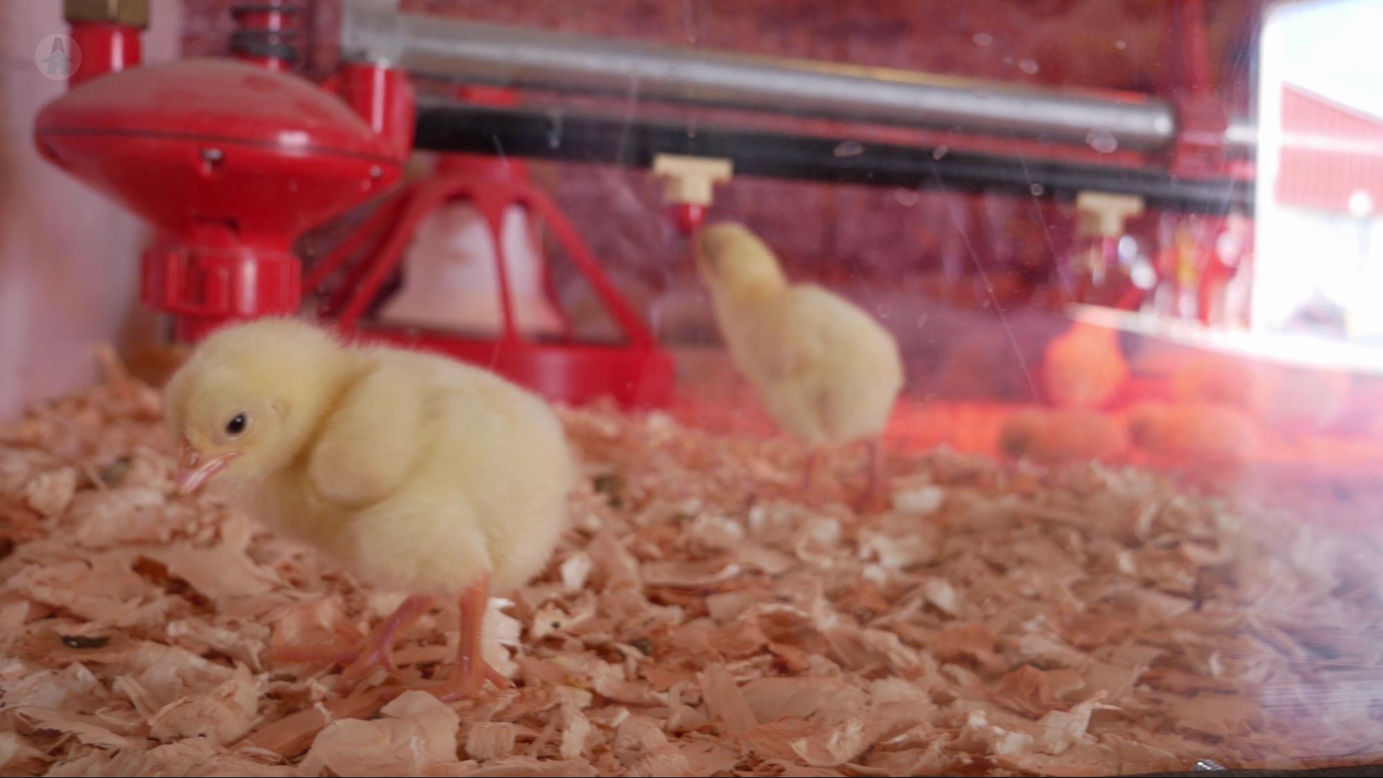 a chick on it's first day of life after hatching at the Chilliwack Fair 2021