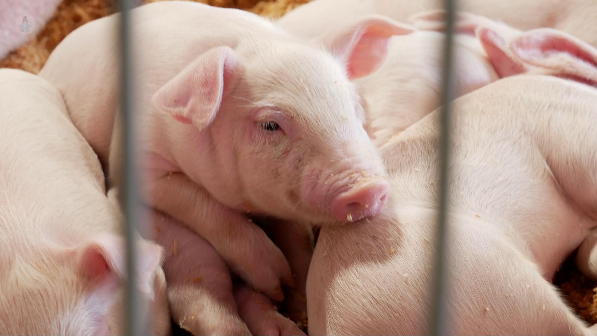 A litter of piglets at the Chilliwack Fair 2021