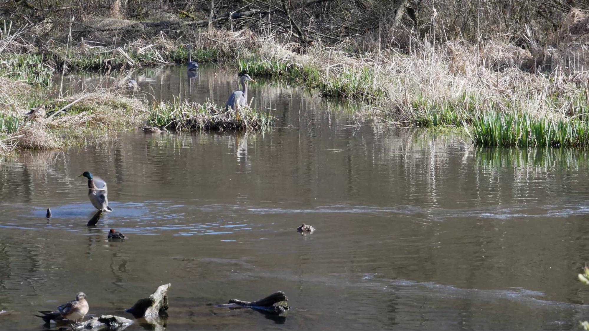 ducks bathing and great blue herons hunting in a pond at the Great Blue Heron Nature Reserve in Chilliwack, BC